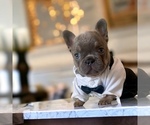 Small Photo #2 French Bulldog Puppy For Sale in LOWELL, MA, USA