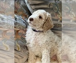Small Photo #35 Goldendoodle Puppy For Sale in DAVIS, CA, USA