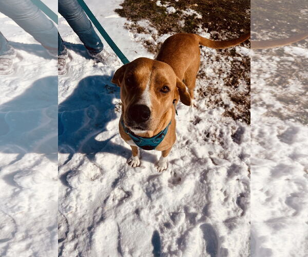 Medium Photo #2 Retriever -Unknown Mix Puppy For Sale in Corning, AR, USA