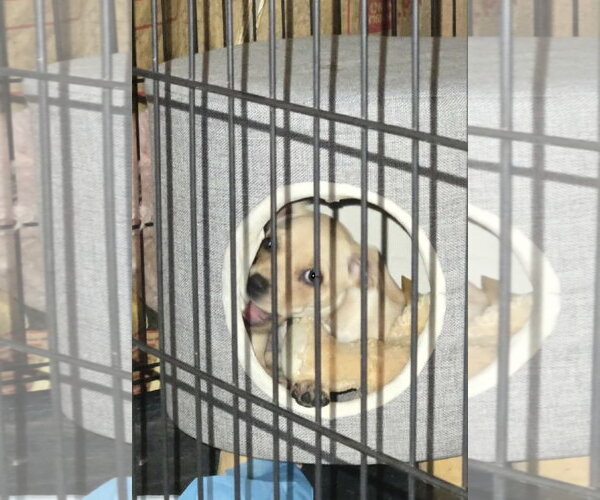 Medium Photo #4 Chihuahua-Unknown Mix Puppy For Sale in Grafton, WI, USA