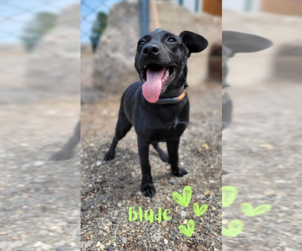 Medium Photo #3 Dachshund-Labrador Retriever Mix Puppy For Sale in Monte Vista, CO, USA