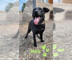 Small #2 Dachshund-Labrador Retriever Mix