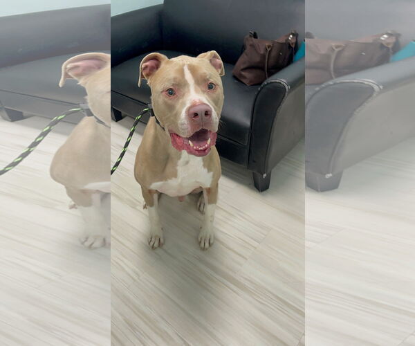 Medium Photo #4 Mutt Puppy For Sale in Derwood, MD, USA