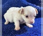 Small #13 Chihuahua
