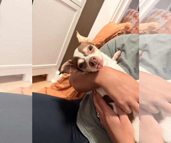 Medium Photo #2 Chihuahua-Unknown Mix Puppy For Sale in Forest, VA, USA