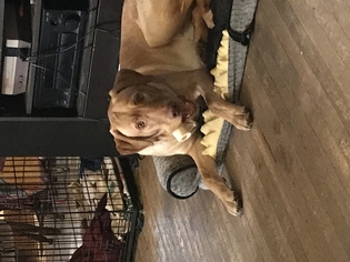 Labrador Retriever Puppy for sale in CANTON, OH, USA