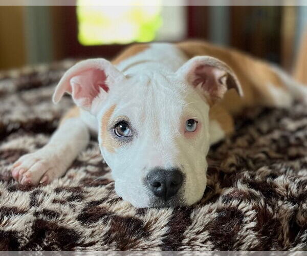 Medium Photo #2 American Pit Bull Terrier-Unknown Mix Puppy For Sale in Wakefield, RI, USA