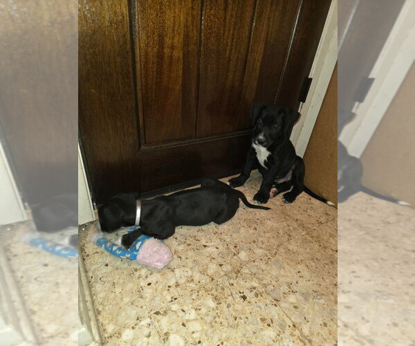 Medium Photo #2 Great Dane Puppy For Sale in Bullard, TX, USA