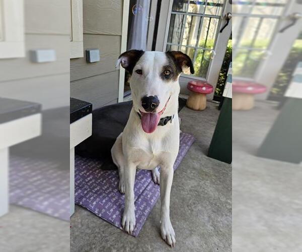 Medium Photo #1 Labrador Retriever-Unknown Mix Puppy For Sale in Waco, TX, USA