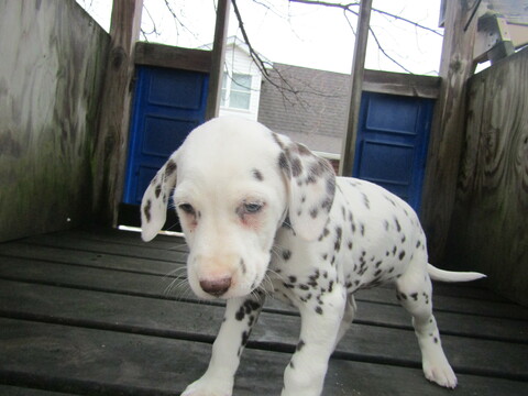Medium Photo #7 Dalmatian Puppy For Sale in HUDSON, MI, USA