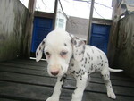 Small Photo #7 Dalmatian Puppy For Sale in HUDSON, MI, USA