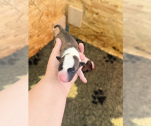 Miniature Bull Terrier Puppy for Sale in Artemida, Attica Greece