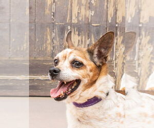 Ollie - Adopt Me! - Male Jack Chi Dog for Adoption - Photo #2
