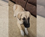 Puppy Simea German Shepherd Dog-Great Pyrenees Mix