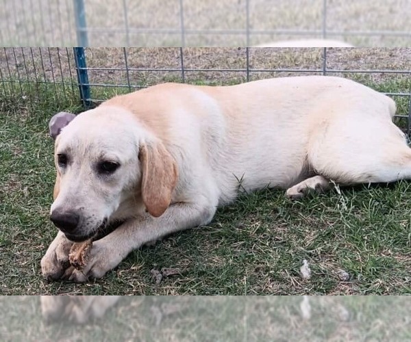 Medium Photo #4 Labrador Retriever-Unknown Mix Puppy For Sale in Minneapolis, MN, USA