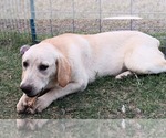 Small #3 Labrador Retriever Mix