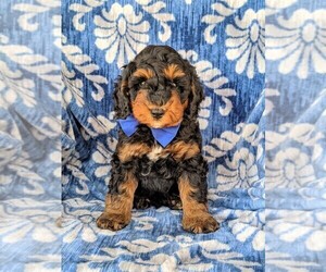 Cock-A-Poo Puppy for sale in KIRKWOOD, PA, USA