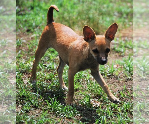 Medium Photo #9 Chihuahua-Unknown Mix Puppy For Sale in Spring, TX, USA