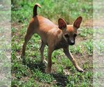 Small Photo #9 Chihuahua-Unknown Mix Puppy For Sale in Spring, TX, USA