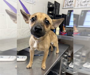 Chihuahua Dogs for adoption in San Bernardino, CA, USA
