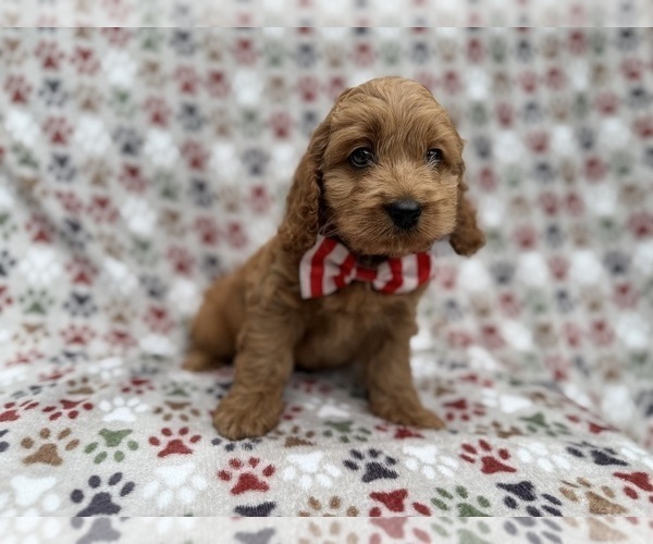 Medium Photo #8 Cock-A-Poo Puppy For Sale in LAKELAND, FL, USA