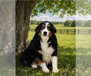 Australian Shepherd Dogs for adoption in Bon Carbo, CO, USA