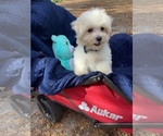 Small Photo #3 Maltese Puppy For Sale in OCKLAWAHA, FL, USA