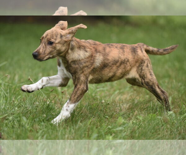 Medium Photo #3 Plott Hound-Unknown Mix Puppy For Sale in Mechanicsburg, PA, USA