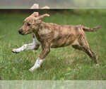 Small #2 Plott Hound Mix
