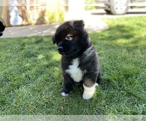 Akita Puppy for Sale in GREELEY, Colorado USA