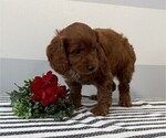 Small #4 Cockapoo