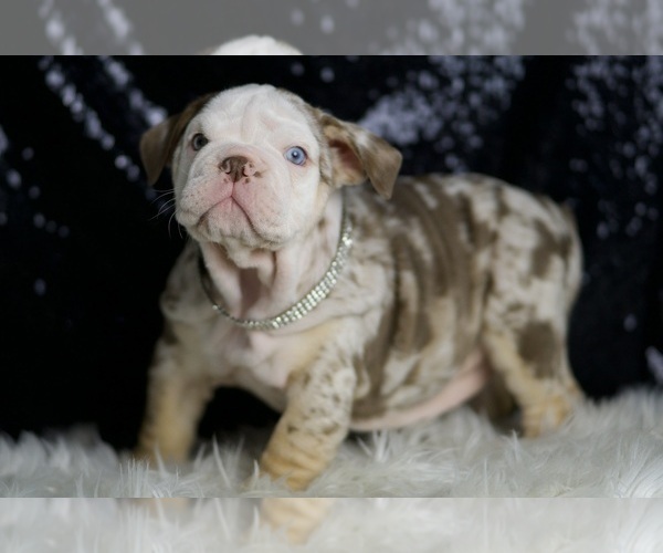 Medium Photo #6 English Bulldog Puppy For Sale in WARSAW, IN, USA