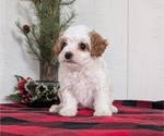 Small #3 Cavapoo (Miniature)
