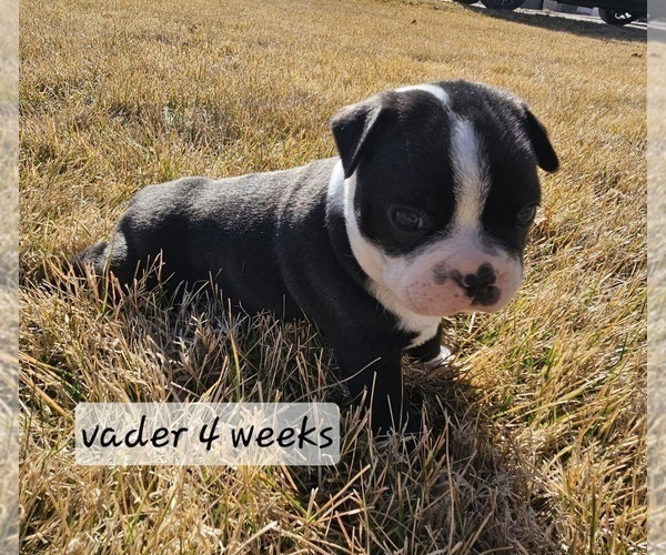 Medium Photo #25 Boston Terrier Puppy For Sale in GENOA, NE, USA