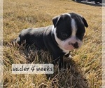 Small Photo #25 Boston Terrier Puppy For Sale in GENOA, NE, USA