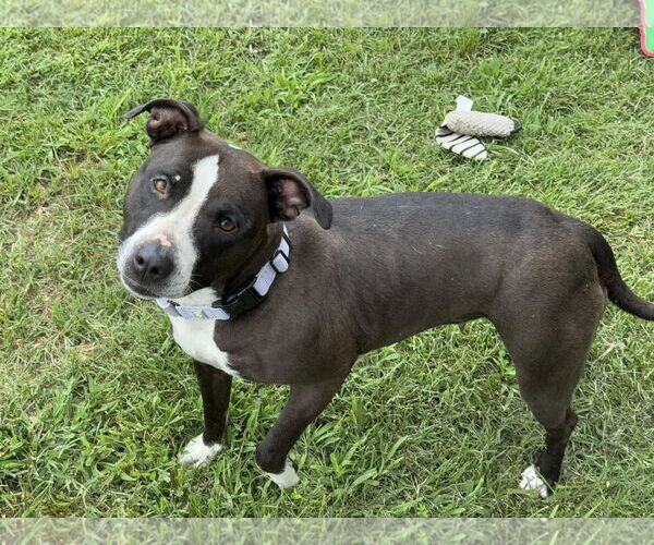 Medium Photo #3 American Pit Bull Terrier-Unknown Mix Puppy For Sale in Millersville, MD, USA