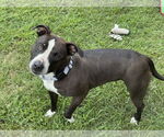 Small #2 American Pit Bull Terrier Mix