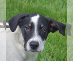 Small Labrador Retriever Mix
