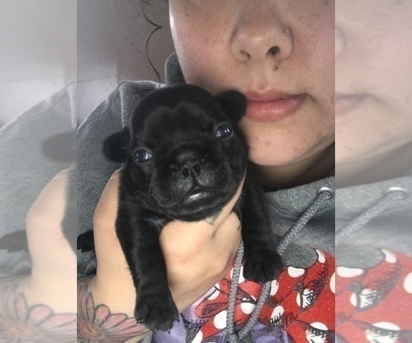 Medium Photo #6 French Bulldog Puppy For Sale in NEW CASTLE, PA, USA