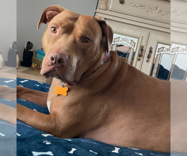 Medium Photo #2 Mutt Puppy For Sale in Minneapolis, MN, USA