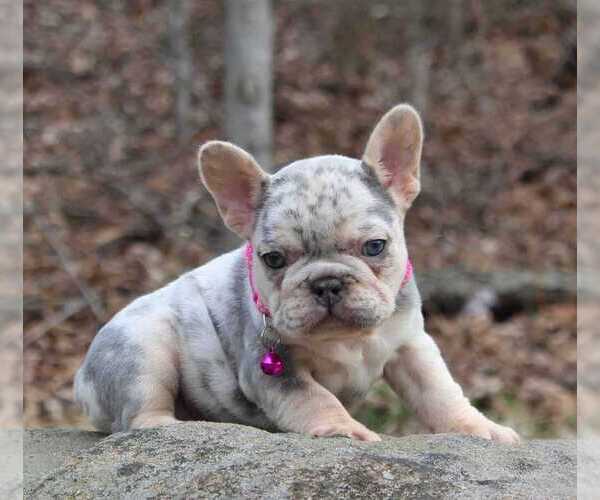 Medium Photo #7 French Bulldog Puppy For Sale in WILSONVILLE, OR, USA
