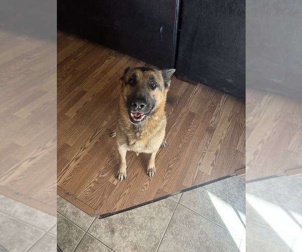 Medium Photo #1 German Shepherd Dog Puppy For Sale in GLENDALE, AZ, USA