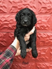 Goldendoodle Puppy for sale in CORRY, PA, USA