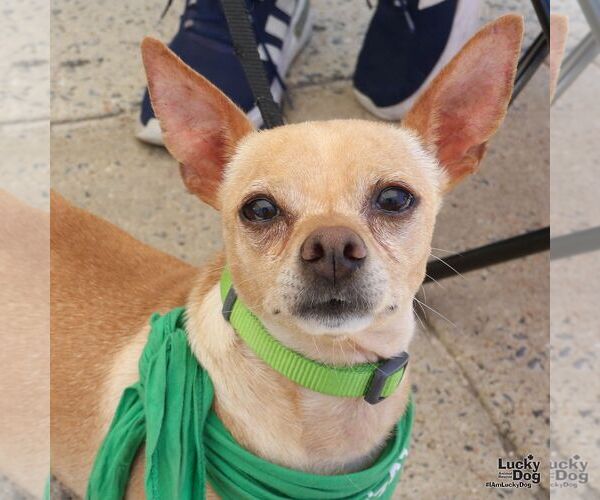 Medium Photo #3 Chihuahua-Unknown Mix Puppy For Sale in Washington, DC, USA