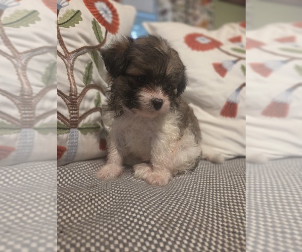 Medium Photo #31 Maltipom Puppy For Sale in HUDSON, MA, USA