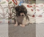 Small #30 Maltipom
