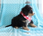 Small #3 Bearded Collie-Bernese Mountain Dog Mix