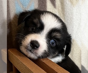 Miniature Australian Shepherd Puppy for sale in FORT MORGAN, CO, USA
