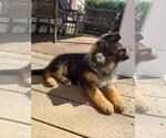 Small Photo #11 German Shepherd Dog Puppy For Sale in LOUISA, VA, USA