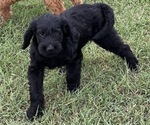 Small Photo #6 Labradoodle Puppy For Sale in CEDAR HILL, TX, USA